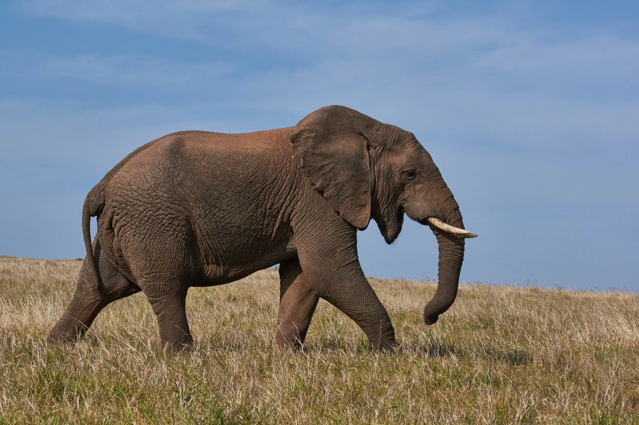 The Twice-exceptional Elephant: What 2e Is, and Most Importantly, What It Isn't.